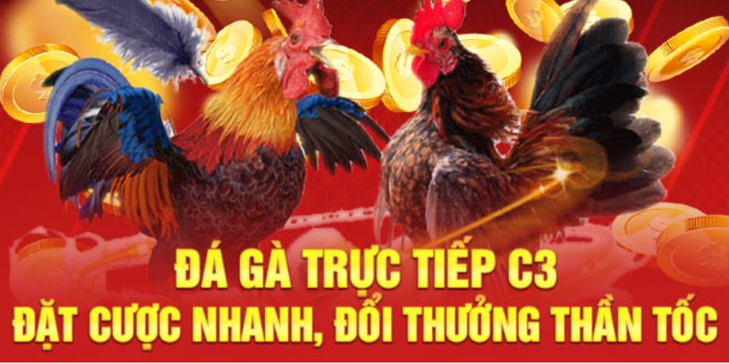 Nhiều tùy chọn cược đá gà trực tiếp C3 đa dạng