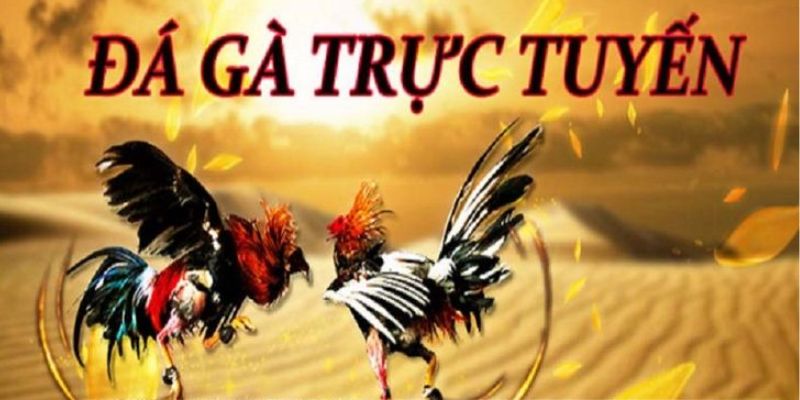 Tìm hiểu về giải đá gà trực tiếp C3